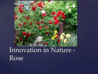 Innovation in Nature - Rose