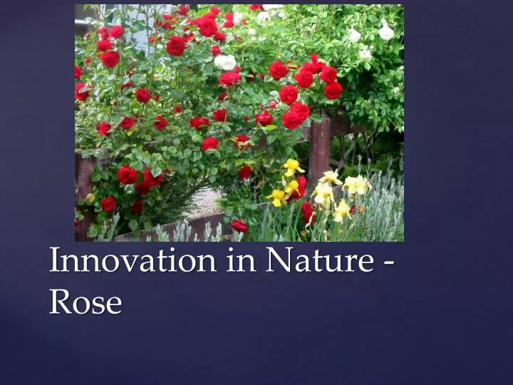innovation in nature rose