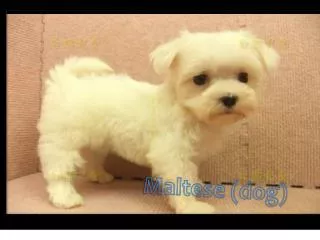 Maltese (dog)