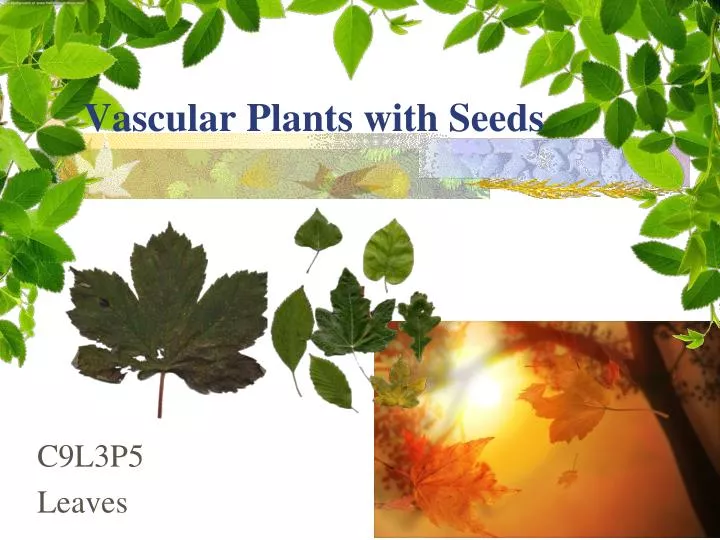 vascular plants with seeds