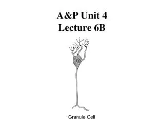 A&amp;P Unit 4 Lecture 6B