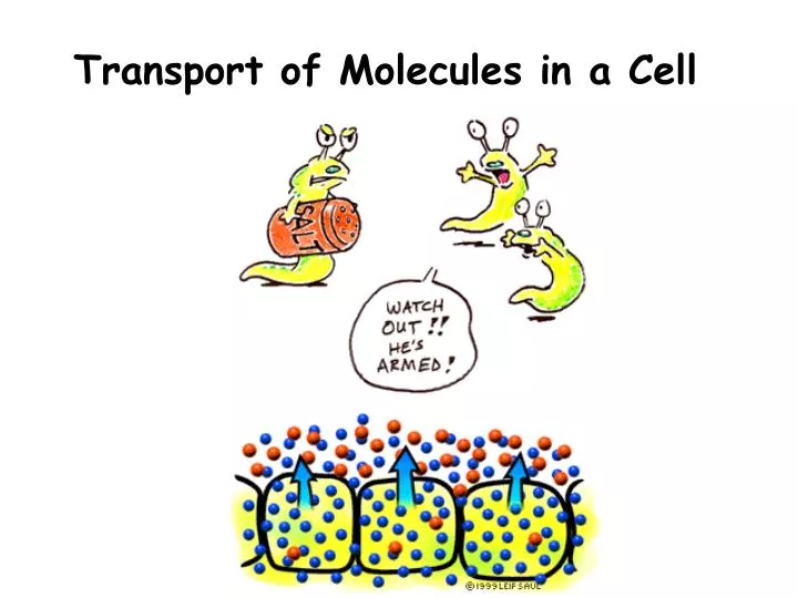 transport of molecules in a cell