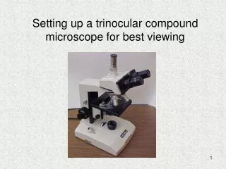 Setting up a trinocular compound microscope for best viewing