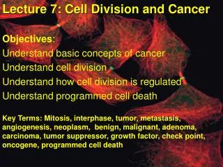 Lecture 7: Cell Division and Cancer