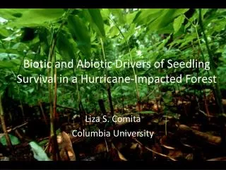 Biotic and Abiotic Drivers of Seedling Survival in a Hurricane-Impacted Forest