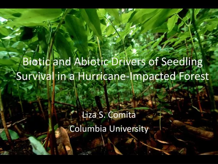 biotic and abiotic drivers of seedling survival in a hurricane impacted forest