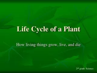 life cycle of a plant