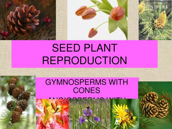 seed plant reproduction