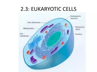 2.3: EUKARYOTIC CELLS