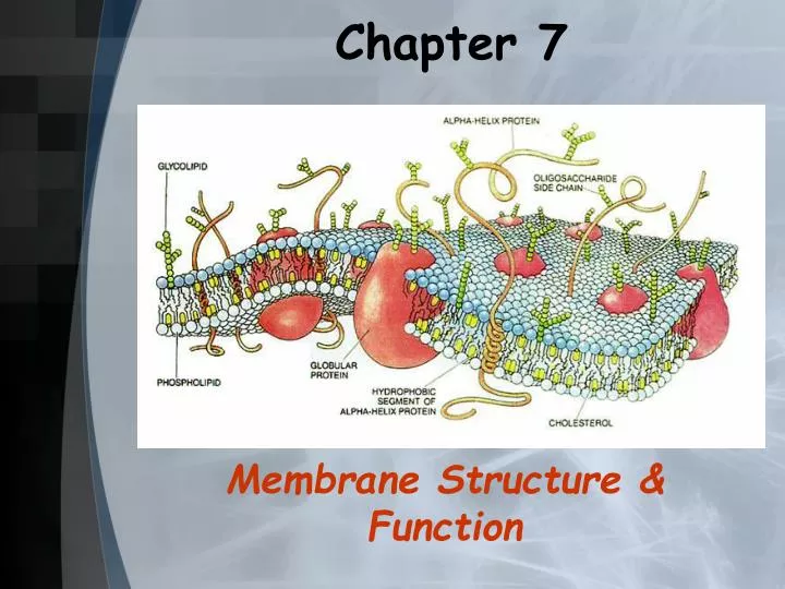 PPT - Chapter 7 PowerPoint Presentation, Free Download - ID:3122538