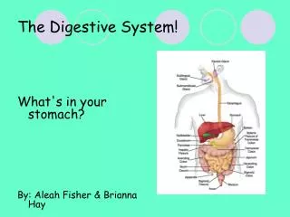 The Digestive System!