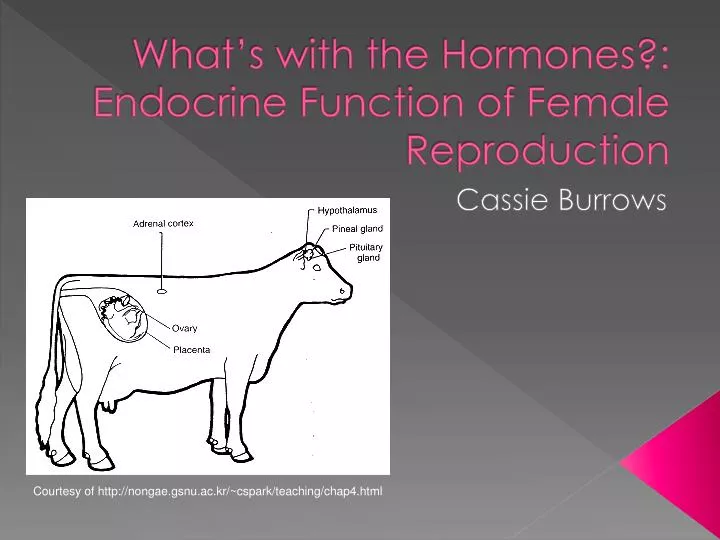 what s with the hormones endocrine function of female reproduction