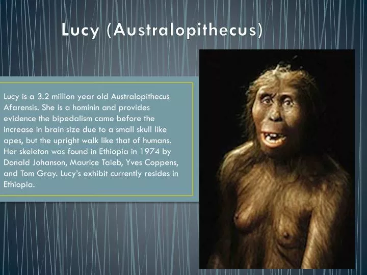 lucy australopithecus