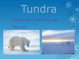 PPT - Tundra Ecosystem PowerPoint Presentation, free download - ID:10789447