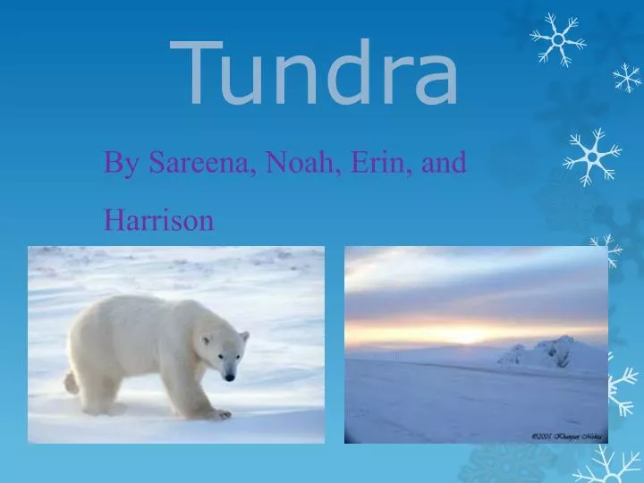 tundra