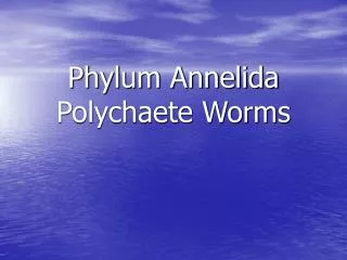 Phylum Annelida Polychaete Worms