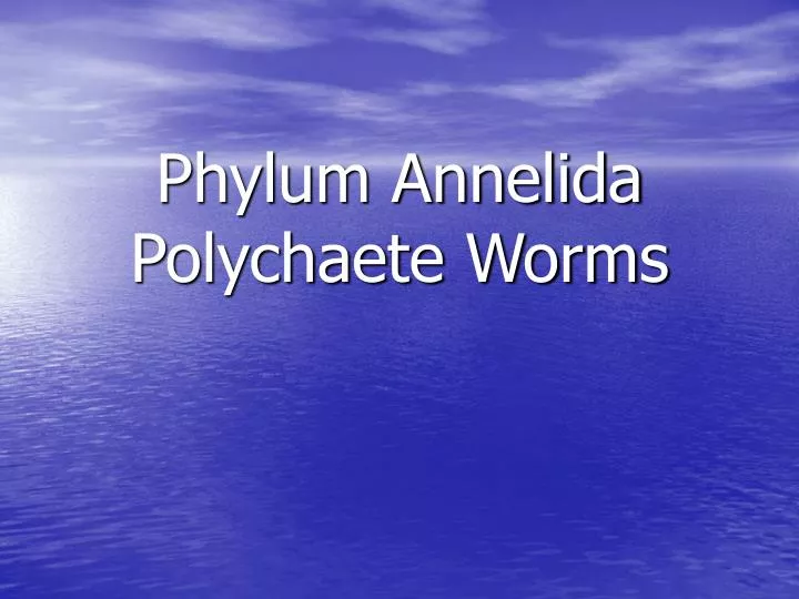 phylum annelida polychaete worms