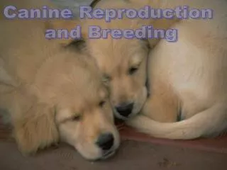 Canine Reproduction and Breeding