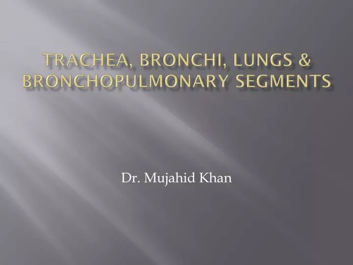 trachea bronchi lungs bronchopulmonary segments