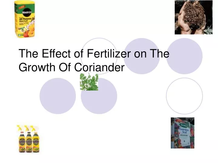 the effect of fertilizer on the growth of coriander