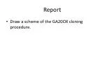 GA20OX Cloning Procedure and Analysis of Alpha-Amylase in Embryoless Seeds - slide 1