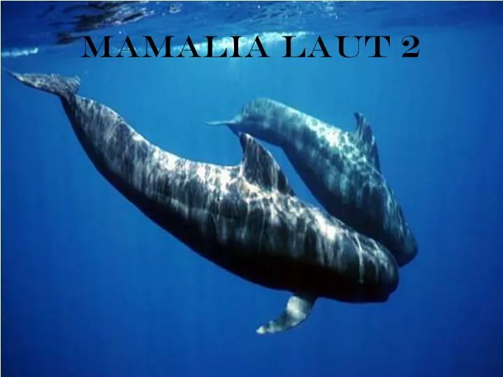 mamalia laut 2