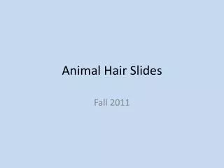 Animal Hair Slides