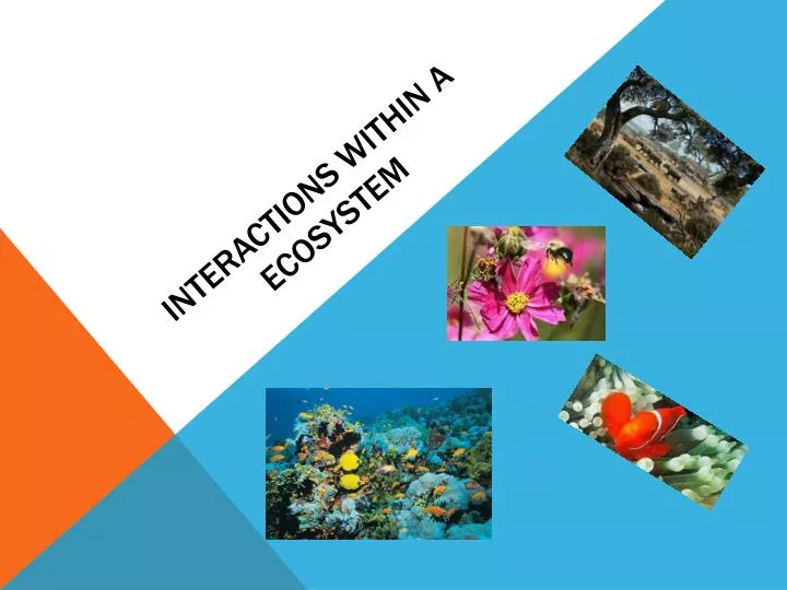 interactions within a ecosystem