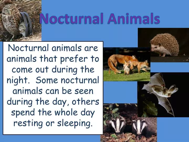 nocturnal animals