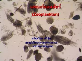 zooplankton
