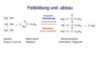 fettbildung und abbau