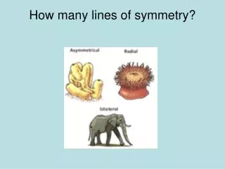 How many lines of symmetry?