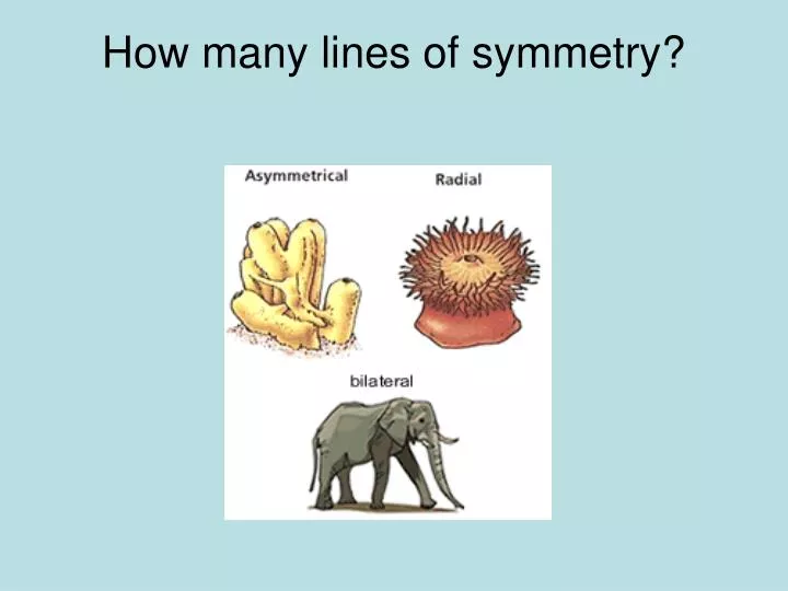 how many lines of symmetry