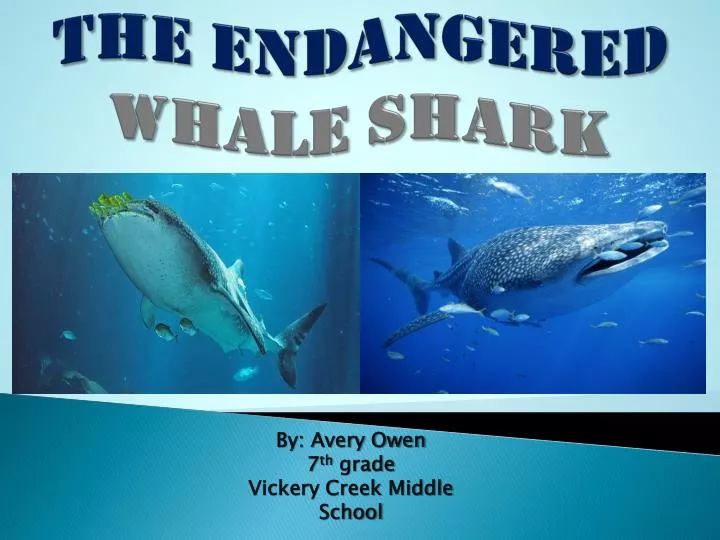 the endangered whale shark