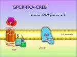 GPCR-PKA-CREB - slide 1