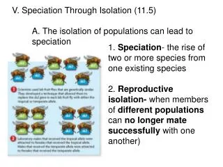 V. Speciation Through Isolation (11.5) 	A. The isolation of populations can lead to 	speciation