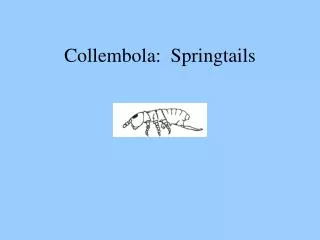 Collembola: Springtails