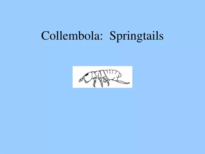 collembola springtails