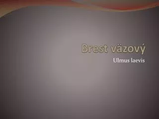 brest v zov
