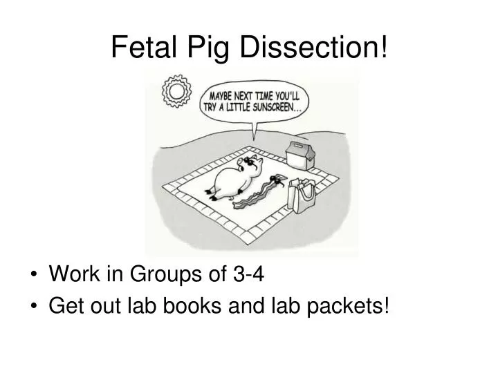 fetal pig dissection