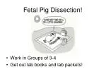 Fetal Pig Dissection! - slide 1