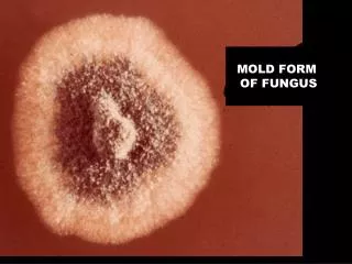 MOLD FORM OF FUNGUS