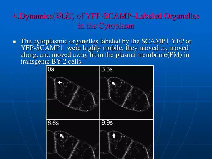 4 dynamics of yfp scamp labeled organelles in the cytoplasm
