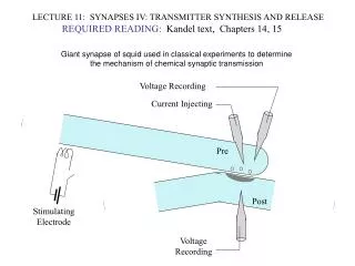 LECTURE 11: SYNAPSES IV: TRANSMITTER SYNTHESIS AND RELEASE