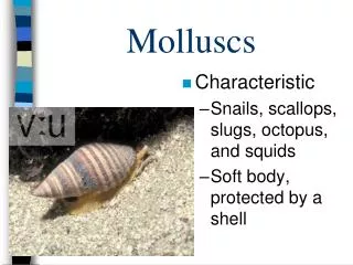 Molluscs