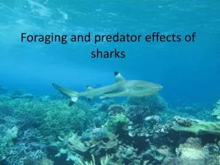 Foraging and predator effects of sharks