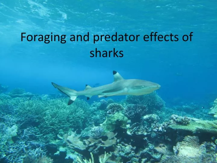 foraging and predator effects of sharks