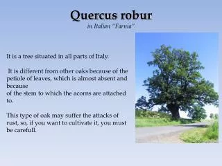 It is a tree situated in all parts of Italy.