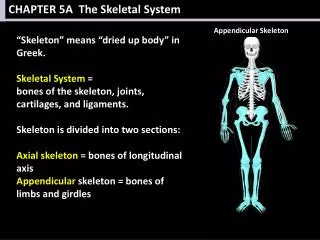 CHAPTER 5A The Skeletal System