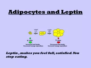 Adipocytes and Leptin